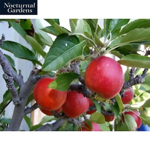 Dwarf Fuji Apple Tree Bare Root