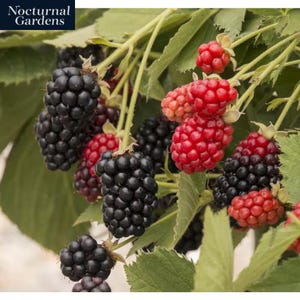 Eclipse Blackberry Plant-4 Live Starter Plants in 2 In. Pots- Rubus -Fruit Trees for the Patio and Garden