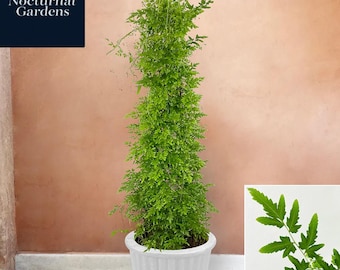 Josefia Intricata/aridarum Perisai - Etsy