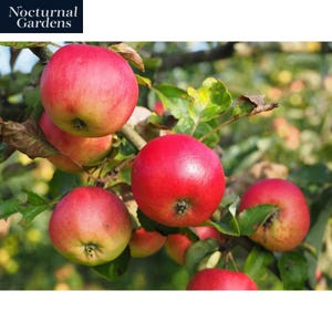 May include: Close-up of a cluster of ripe red apples on a tree branch. The apples have a vibrant red color with a slight yellow hue and green leaves. The image is from Nocturnal Gardens.