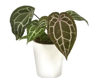 Anthurium Doc Block Michelle Indoor Plant in 5 In. Ceramic White Planter