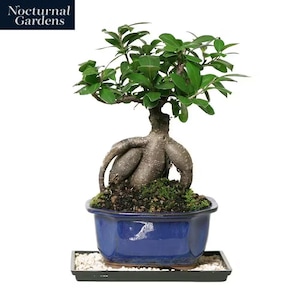 May include: A bonsai tree with vibrant green leaves and a thick, textured trunk. The tree is planted in a blue ceramic pot, sitting on a black tray with small white stones. The text "Nocturnal Gardens" is in the upper left corner.