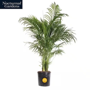 May include: A lush green palm plant in a black plastic pot. The plant has long, feathery fronds and is set against a white background. The pot has a yellow sticker. The text "Nocturnal Gardens" is in the upper left corner.