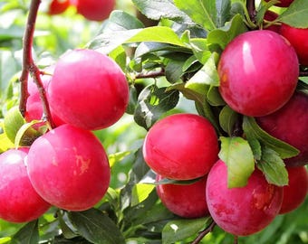 7 Gal. Red June Plum Fruit Tree