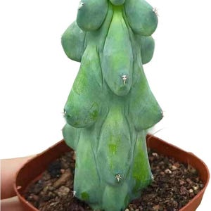 Boobie Cactus Live Plant - Myrtillocactus Geometrizans Fukurokuryuzinboku - 5-6 Inch Height, Unique Succulent Cactus for Indoor and Outdoor