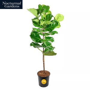 May include: A Fiddle Leaf Fig plant in a black pot. The plant has large, vibrant green leaves and a slender trunk. The pot has a yellow sticker with the word "COSTA" on it. The plant is set against a white background. The words "Nocturnal Gardens" are in the top left corner.