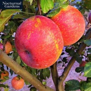 7 Gal. Anna Apple Tree