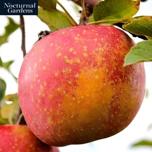 Fuji Apple Low Chill Fruit Tree