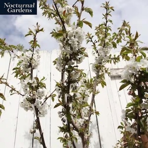 May include: Branches of a flowering tree with white blossoms and green leaves against a white picket fence. The image includes the text "Nocturnal Gardens" in a dark blue box in the upper left corner.