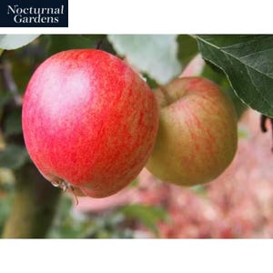 Dwarf Honeycrisp Apple Tree Bare Root