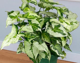 buy philodendron mayoi Philodendron mayoi