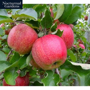 3 Ft. Jonagold Apple Tree with Complex Crimson Blushed Fruit