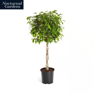 May include: A small, potted ficus tree with a braided trunk and lush green foliage. The tree is in a black plastic pot. The text "Nocturnal Gardens" is in the upper left corner.