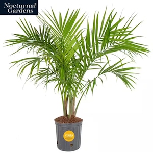 May include: A potted Areca palm with vibrant green fronds. The plant is in a dark gray plastic pot with a yellow Costa Farms sticker. The pot sits on a white background. The text "Nocturnal Gardens" is in the upper left corner.