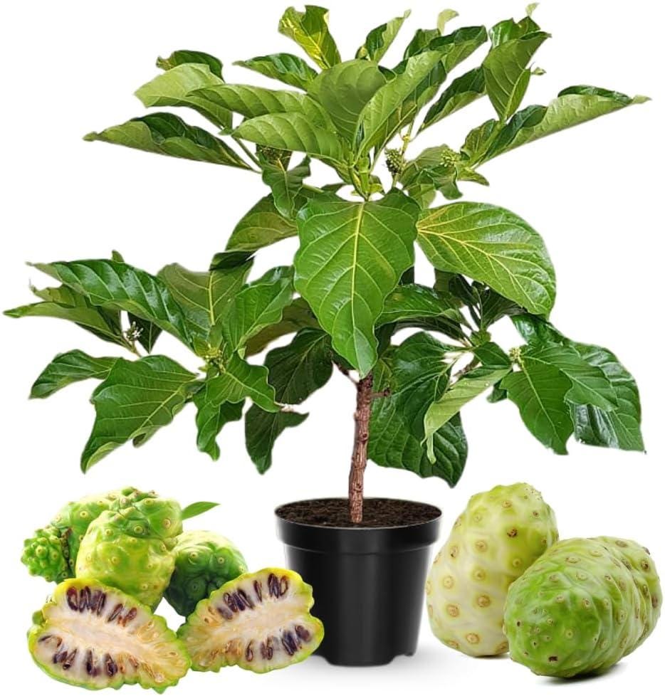 2-3 Feet Noni Tree Live Plant, Indian White Mulberry Tree in Gallon Pot, Rare Tropical Fruits for Gardening Outdoor