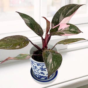 water plantain plant Alisma parviflorum AMERICAN WATER PLANTAIN – Ferri Seeds main image 1