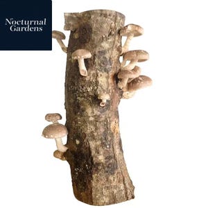 May include: A brown tree trunk with several shiitake mushrooms growing on its surface. The mushrooms have light brown caps and white stems. The text "Nocturnal Gardens" is in a dark blue square in the upper left corner.