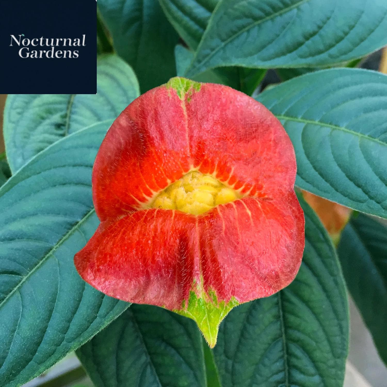 Psychotria Plant - Etsy