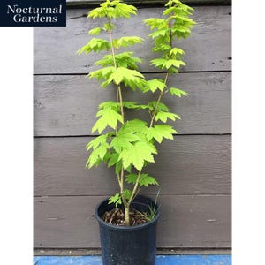 May include: A young maple tree in a black plastic pot. The tree has bright green leaves and slender branches. The pot sits on a blue surface against a weathered wooden wall. The logo "Nocturnal Gardens" is in the upper left corner.