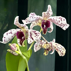 May include: A rustic wooden sign with the text "Welcome to our porch" in white lettering. The sign features a distressed finish and a simple, inviting design, perfect for outdoor decor.