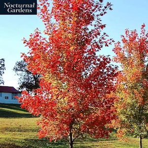 7 Gal. Autumn Blaze Maple Shade Tree