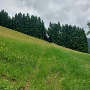 Forest pictures, pure nature, forest and meadow pictures,