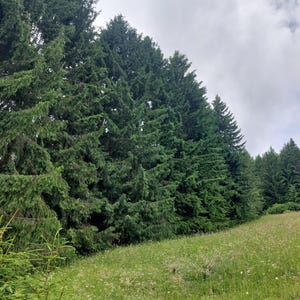 Forest pictures, beautiful forest pictures, forest and meadow pictures, pure nature, nature pictures, nature, pictures of nature,