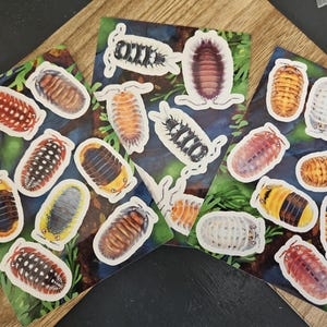 May include: A collection of colorful isopod stickers, featuring various designs and patterns. The stickers showcase a range of colors, including red, yellow, brown, and black, with detailed illustrations of the isopods. The stickers are arranged on a patterned background.