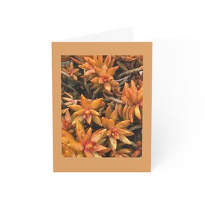 Cartões de felicitações (1, 10, 30 e 50 unidades)