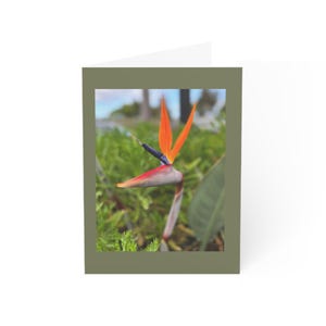 Cartões de felicitações (1, 10, 30 e 50 unidades)