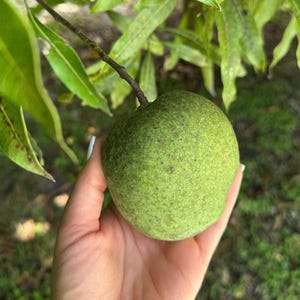 Ice Cream - Dwarf Grafted Mango Tree - Live Small Plant
