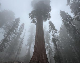 May include: A towering redwood tree stands tall in a misty forest. The massive trunk is a deep brown, contrasting with the gray fog that obscures the upper branches and surrounding trees. The forest floor is covered in fallen logs and brown debris.