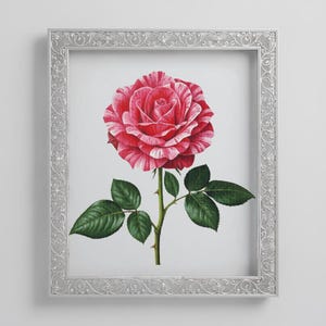 May include: A framed botanical print featuring a detailed illustration of a red and white striped rose. The rose has green leaves and a thorny stem. The frame is silver with an ornate design.