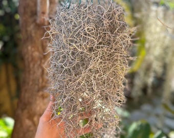 Tillandsia usneoides Luftpflanze