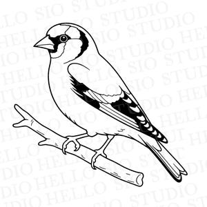 Puede incluir: Una ilustración de arte lineal en blanco y negro de un jilguero posado en una rama. El ave se muestra de perfil mirando a la izquierda con detalles en las plumas de las alas y el rostro. El fondo presenta el texto de marca de agua HELLO SIO STUDIO.