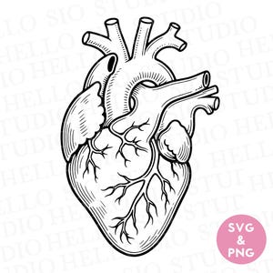 Può includere: Un'illustrazione a linee bianche e nere di un cuore umano anatomico con ombreggiature dettagliate e vasi sanguigni definiti. Un piccolo cerchio rosa nell'angolo in basso a destra contiene il testo bianco SVG & PNG.