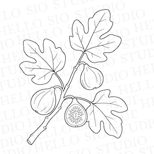 May include: A black and white line art illustration of a fig branch featuring three lobed leaves, two whole figs, and one halved fig showing the internal seeds. The background contains a repeating watermark text reading HELLO SIO STUDIO.