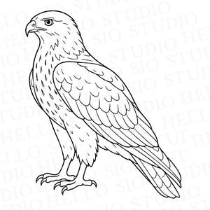 May include: A black and white line art illustration of a hawk standing in profile. The bird features detailed feather patterns on its wings and chest, a sharp hooked beak, and talons. The background contains a faint repeating watermark text.