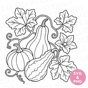Könnte beinhalten: Eine schwarz-weiße Strichzeichnung, die eine Ansammlung von drei verschiedenen Kürbissen und Zierkürbissen zeigt, umgeben von großen Blättern und Ranken. Ein kleiner rosa Kreis unten rechts enthält den weißen Text SVG & PNG.