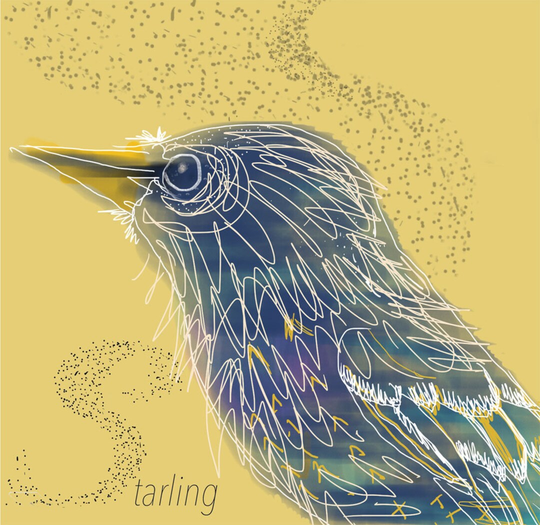 Starling Card Murmuration Blank Card - Etsy