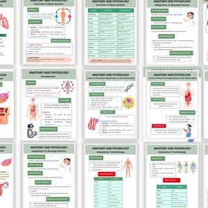 May include: A collection of educational anatomy and physiology study guides. Each guide features detailed diagrams and text, covering topics like the respiratory system, body systems, and anatomical terminology. The guides are designed with a green and white color scheme.