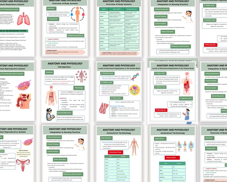 May include: A collection of educational anatomy and physiology study guides. Each guide features detailed diagrams and text, covering topics like the respiratory system, body systems, and anatomical terminology. The guides are designed with a green and white color scheme.