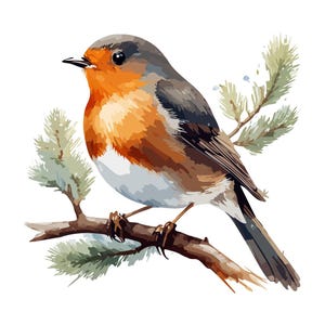 12 Christmas Robin Bird Clipart, Christmas Robin SVG, Robin Images, Robin Card, High Quality JPG, Christmas PNG, Paper Craft, Junk Journal