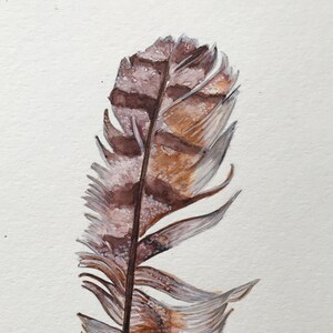 Op de afbeelding: Waterverfschilderij van een enkele veer. De veer heeft een donkerbruine schacht en een mix van bruine, bruingele en witte veertjes. Het kunstwerk is geplaatst tegen een effen witte achtergrond, die de delicate details van de veer benadrukt.