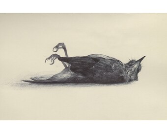 Dead Bird - Open Edition Print of Original Drawing