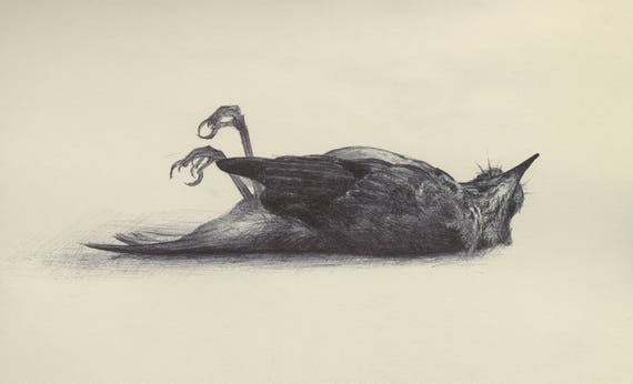 Oiseau Mort édition à Tirage Ouvert Du Dessin Original