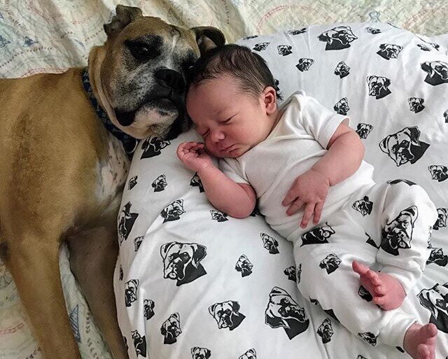 Boxer Dog Organic Cotton Swaddle Blanket Personalised Newborn Etsy