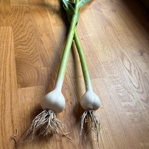 Hard neck German Hardy Garlic