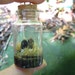 see more listings in the Microworld Bottles section