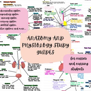 Anatomy and physiology study guides for nurses. All anatomical systems covered! (digital file)
